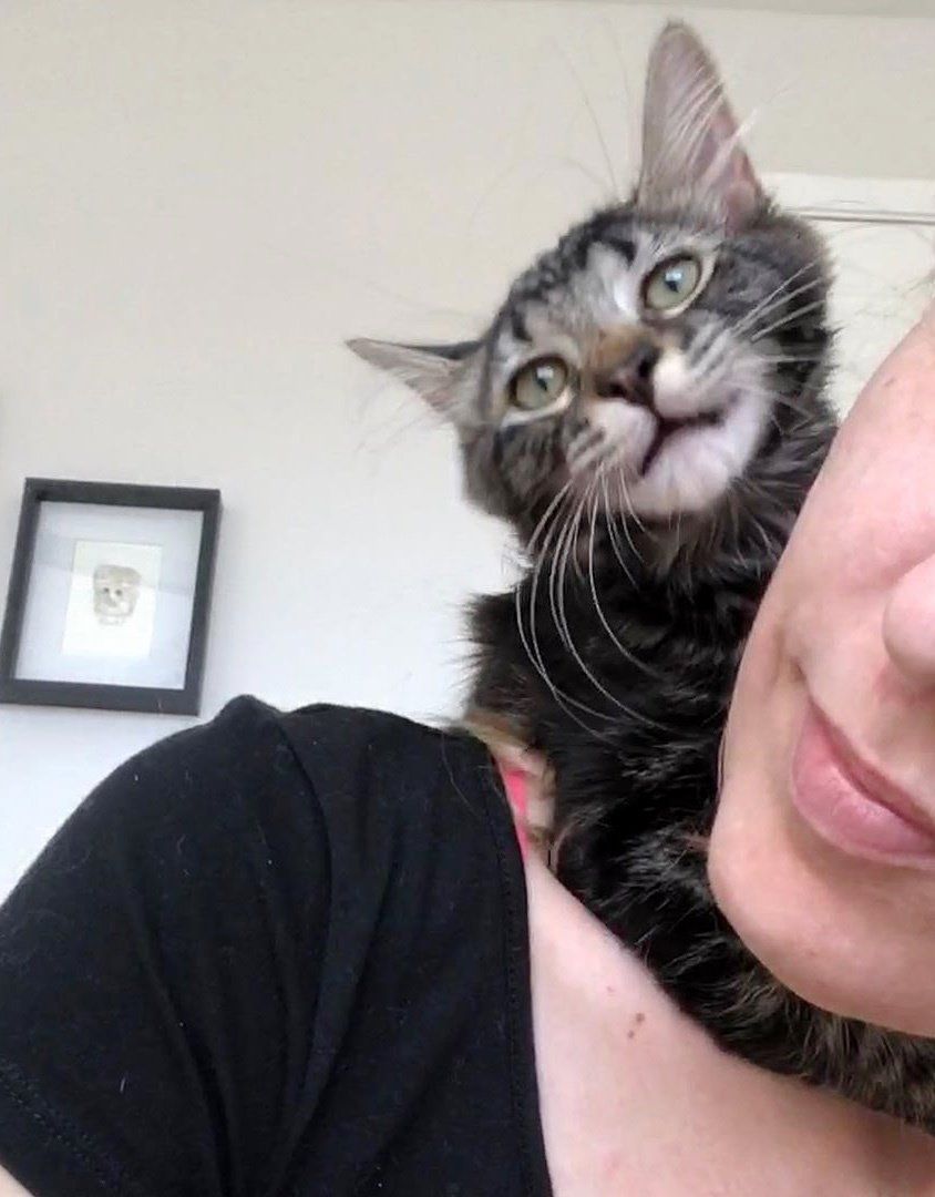 Illustration de l'article : Sauvé des rues, ce chaton n'a qu'une passion : Câliner ses nouveaux maîtres ! 